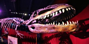Dinosaur Exhibit at the Franklin Institute