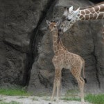 Philadelphia Zoo in Philadelphia - America's First Zoo