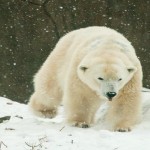 Philadelphia Zoo in Philadelphia - America's First Zoo