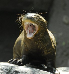 Philadelphia Zoo in Philadelphia - America's First Zoo