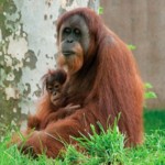 Philadelphia Zoo in Philadelphia - America's First Zoo