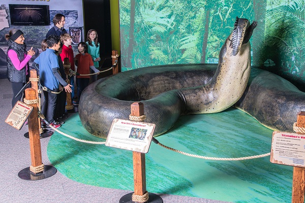 Titanoboa Snake: Credit Will Klein