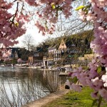 Cherry Blossom Looking at Boathouse Row