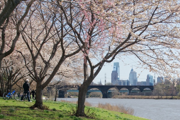Cherry Blossoms Philly Skyline 