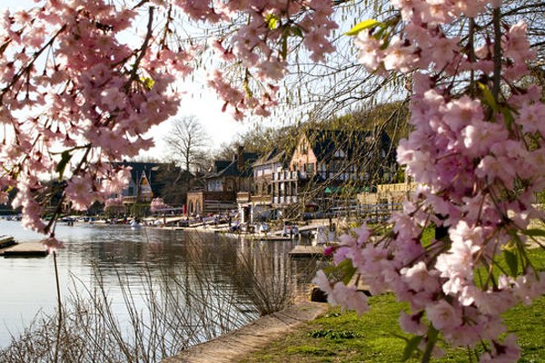 Cherry Blossoms overlooking Boathouse Row 
