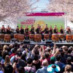 Sakura Sunday at Subaru Cherry Blossom Festival