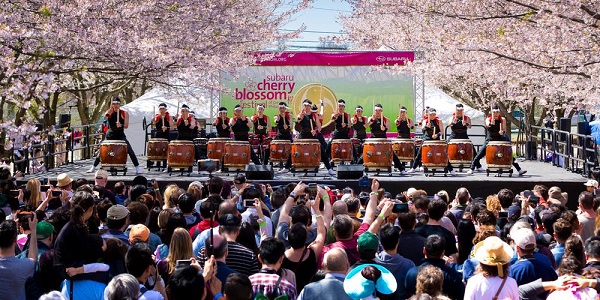 Sakura Sunday at Subaru Cherry Blossom Festival 