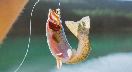 Trout Hotspots: Pennsylvania's Best Trout Streams for 2024