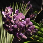 Philadelphia Flower Show - Credit Laura Blanchard