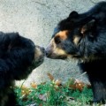 Philadelphia Zoo in Philadelphia - America's First Zoo