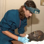 Penn Museum - Conserving Egyptian Mummies