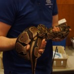 Titanoboa: Monster Snake at The Academy of Natural Sciences