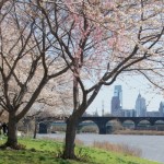 Cherry Blossoms Philly Skyline