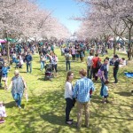 Cherry Blossom Festival