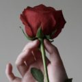 Red Rose